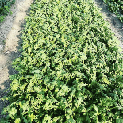 やまぐちさんちのこだわり野菜