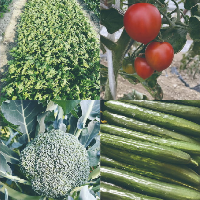 野菜