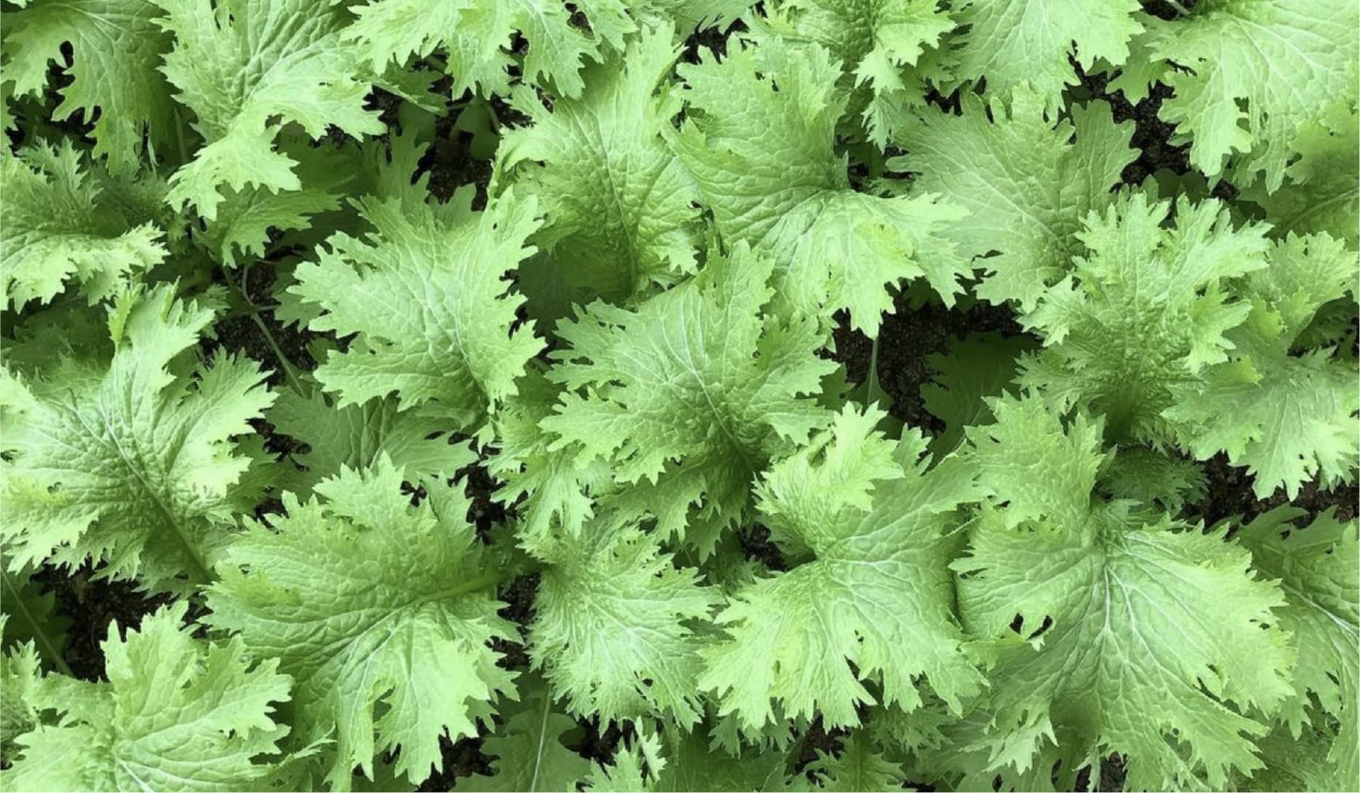 お野菜定期便について